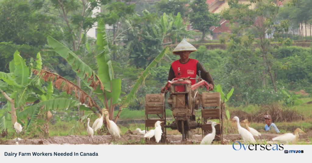 Dairy Farm Workers Needed In Canada