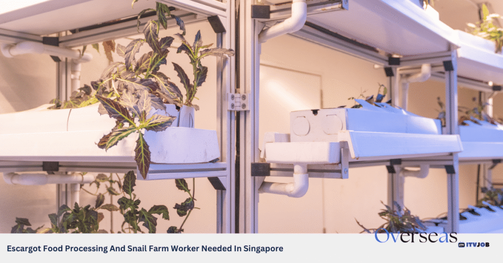 Escargot Food Processing And Snail Farm Worker Needed In Singapore