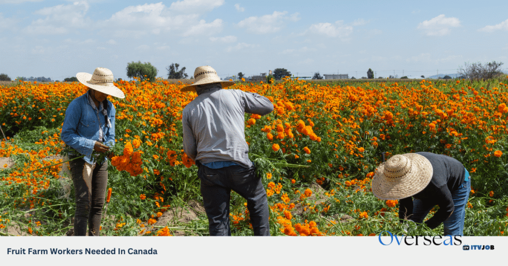 Fruit Farm Workers Needed In Canada
