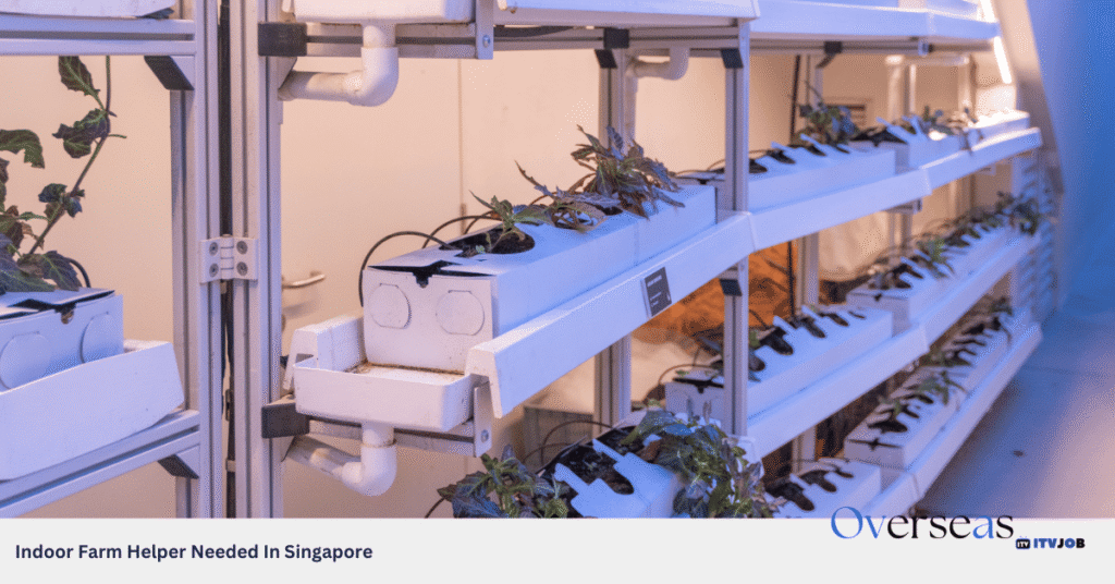 Indoor Farm Helper Needed In Singapore