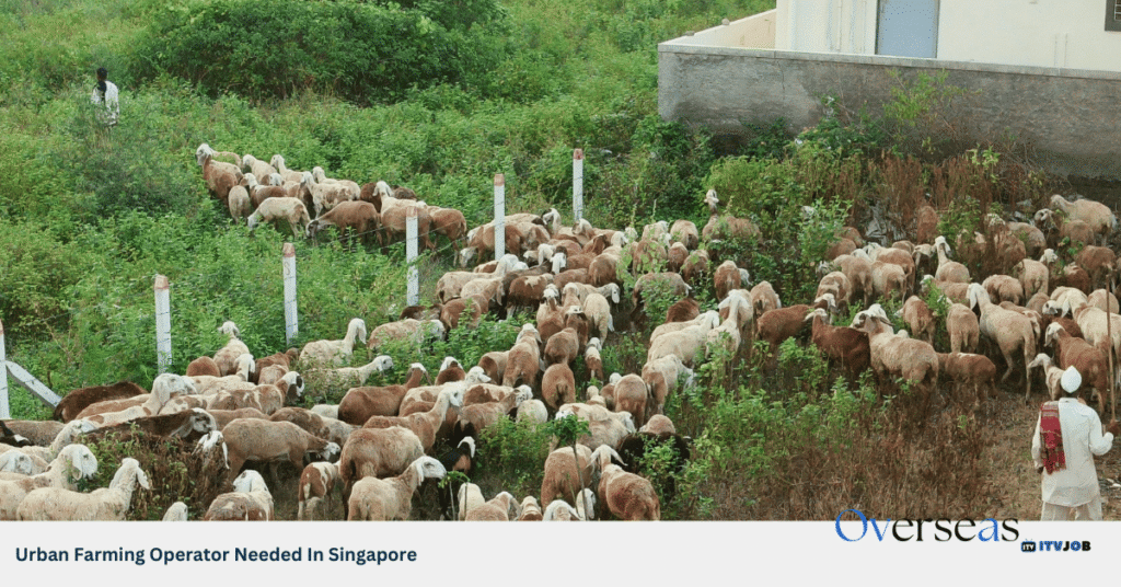 Urban Farming Operator Needed In Singapore